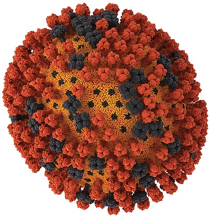 Компьютерная модель вируса гриппа